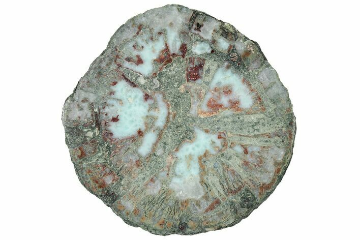 Slice of Larimar Replaced Wood Limb Cast #314995